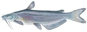 blue catfish