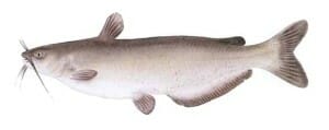 channel catfish