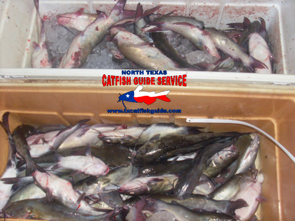 texas channel catfish