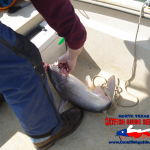 Lake Lewisville Blue Catfish