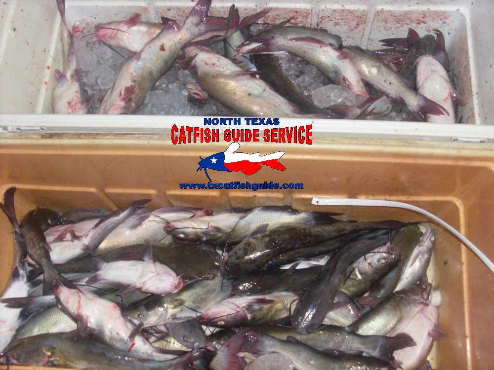 Channel Catfish - North Texas Catfish Guide Service