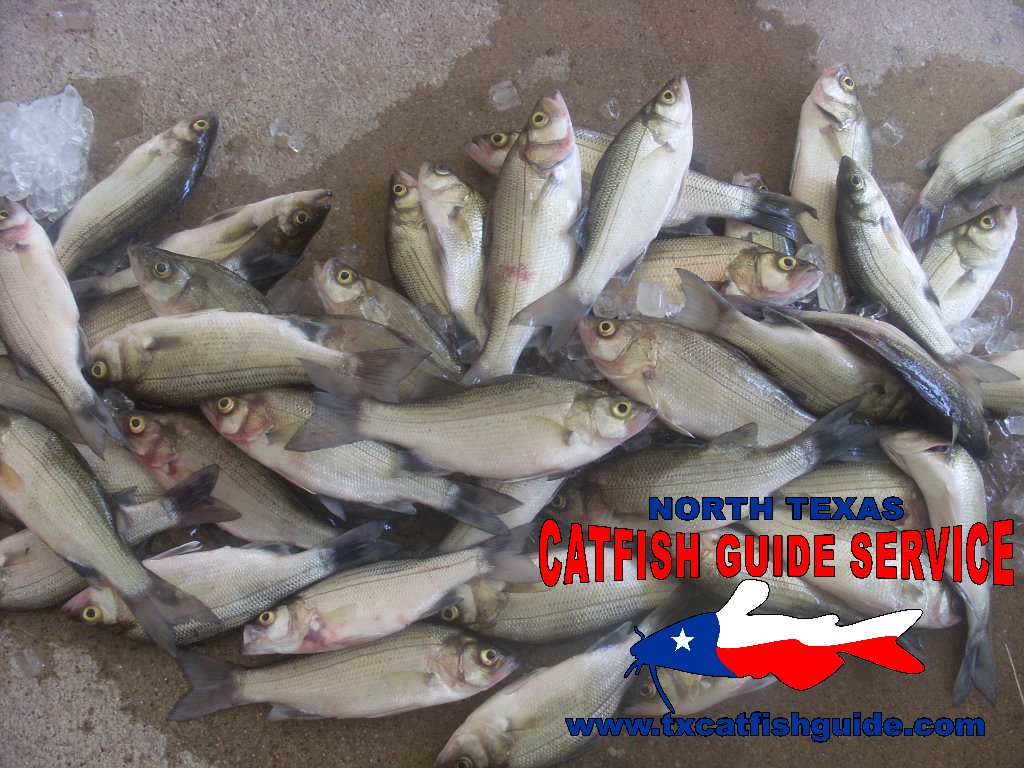 White Bass and Hybrid Striped Bass - North Texas Catfish Guide Service