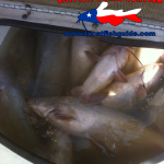 Eagle Mountain Lake Blue Catfish