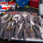 Eagle Mountain Lake Blue Catfish