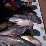 Eagle Mountain Lake Blue Catfish