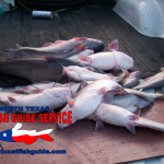 Eagle Mountain Lake Blue Catfish