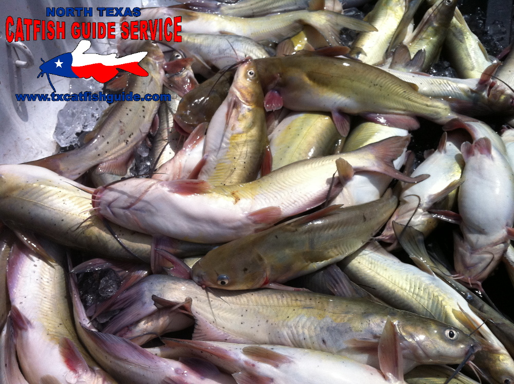 Channel Catfish - North Texas Catfish Guide Service