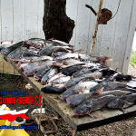 North Texas Catfish Guide Service Blue Catfish