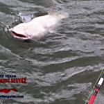 Lake Lewisville Trophy Blue Catfish