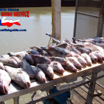 Eagle Mountain Lake Blue Catfish