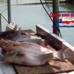 Lake Lewisville Catfish