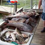 Lake Lewisville Fishing Guide