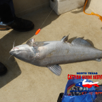 Lake Lewisville Blue Catfish