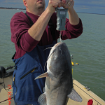 Lake Lewisville Blue Catfish