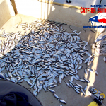 Threadfin Shad Catfish Bait