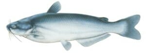 trophy blue catfish