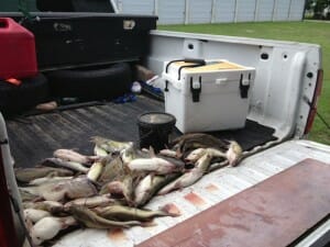 eagle mountain lake catfish