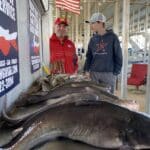 Eagle Mountain Lake Fishing Charter Blue Catfish