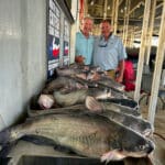 North Texas Catfish Guide Service Spring Fishing Catfish