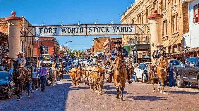 Fort Worth Herd longhorn cattle drive in the Fort Worth Stockyards